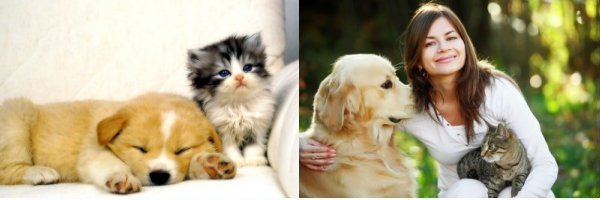 assurance chien chat